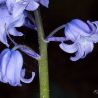 Spanish Bluebell